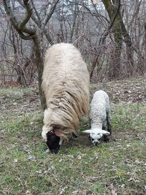 disponibile 6 oi cu 6 miei  - imagine 3