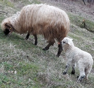 disponibile 6 oi cu 6 miei  - imagine 2