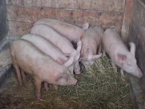 vând 6 soldanasi de 30 kg (masculi castraţi)