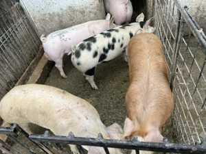 Soldani de vânzare medi - imagine 2