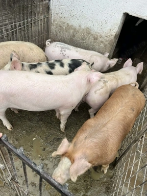 Soldani de vânzare medi