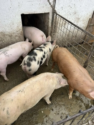 Soldani de vânzare medi - imagine 5