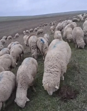 Caut cioban la oi în județul Constanța 