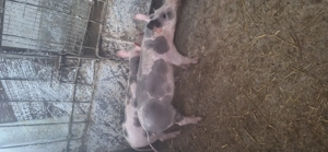 vind purcei petrani! - imagine 2