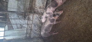 vind purcei petrani! - imagine 3