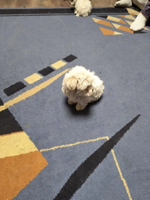 Bisoni mini toi  - imagine 4