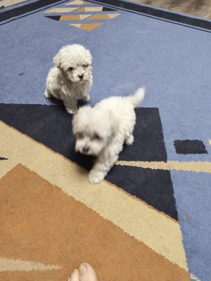 Bisoni mini toi  - imagine 2