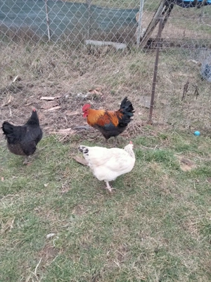 vând cocoși  - imagine 5