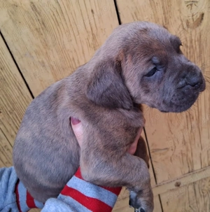 Femela Cane Corso 