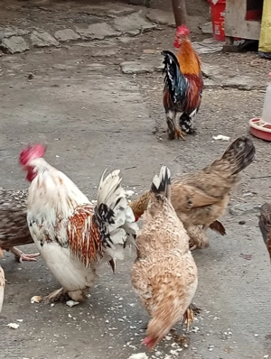 Vand gaini pitice Americane - imagine 2