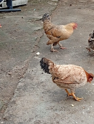 Vand gaini pitice Americane - imagine 4