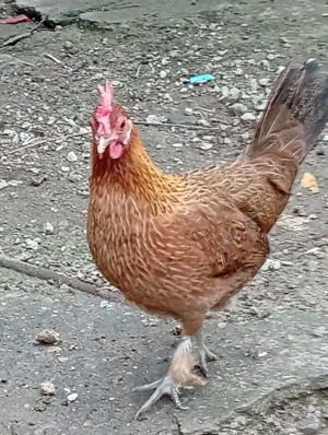 Vand gaini pitice Americane - imagine 3