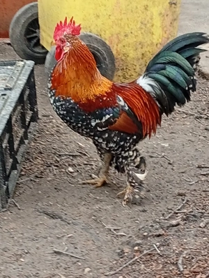 Vand gaini pitice Americane