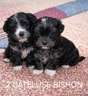 căței bishon 