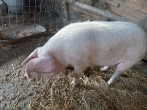 Vand porc. - imagine 2