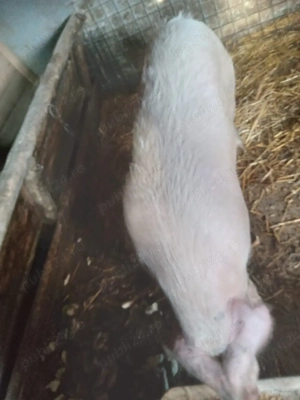 Vand porc. - imagine 3