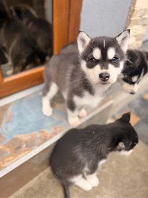 husky siberian 8 saptamani 