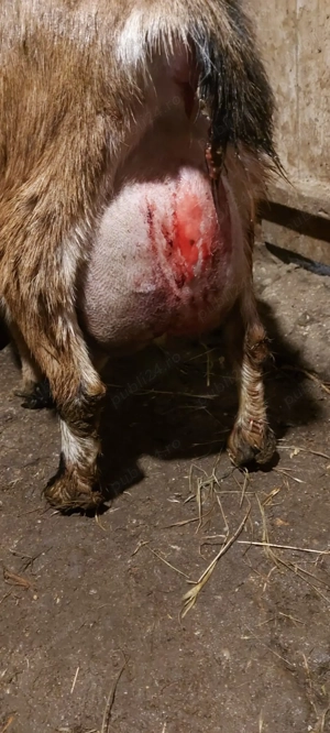 Vând țăpișor metis Alpin  Anglonubian. - imagine 4