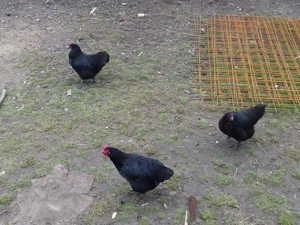 V nd 4 puici australorp negru 