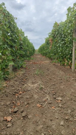 Vând 5 ha vie nobila în oraș Panciu 18000 eur ha diferite soiuri