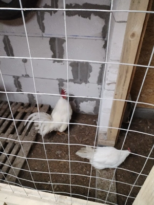 Ouă incubat leghorn alb - imagine 3