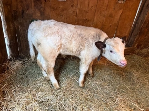 tauras belgian 5 saptamani