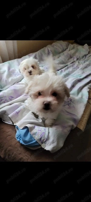    Cățeluși Bichon Maltez   2 luni   Vaccinați   Carnet de sănătate  - imagine 3
