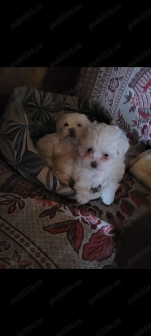    Cățeluși Bichon Maltez   2 luni   Vaccinați   Carnet de sănătate  - imagine 4