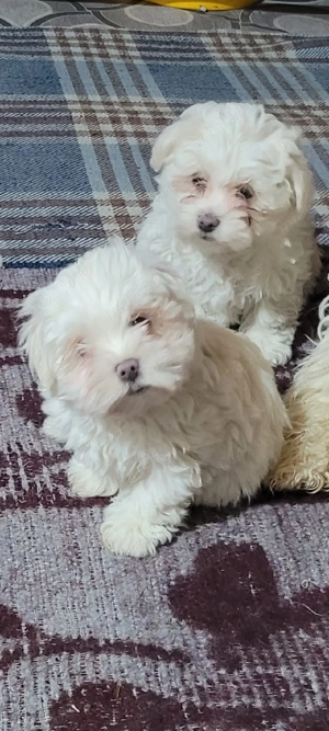   Cățeluși Bichon Maltez   2 luni   Vaccinați   Carnet de sănătate 