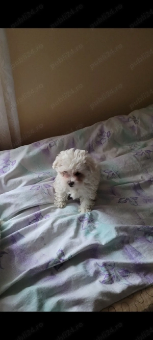    Cățeluși Bichon Maltez   2 luni   Vaccinați   Carnet de sănătate  - imagine 2
