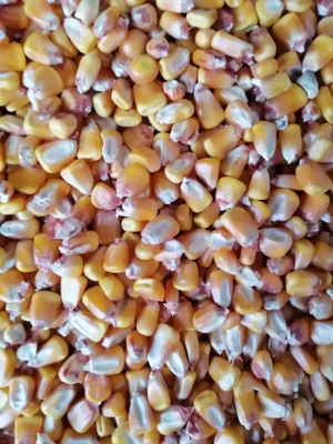 Porumb de vânzare, 1 leu kg - imagine 2