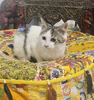 Metis British Shorthair pui - imagine 2