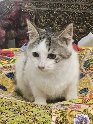 Metis British Shorthair pui - imagine 5