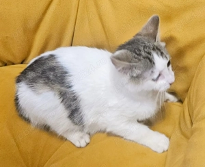 Metis British Shorthair pui - imagine 3