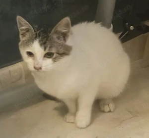 Metis British Shorthair pui - imagine 4