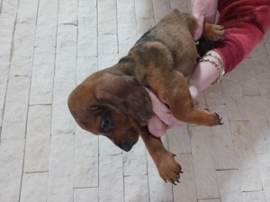 teckel animale de companie 