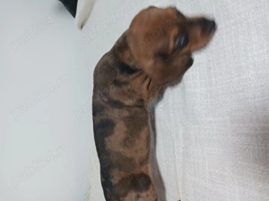 teckel animale de companie  - imagine 4