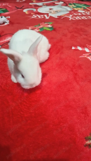 vand iepurași  - imagine 5