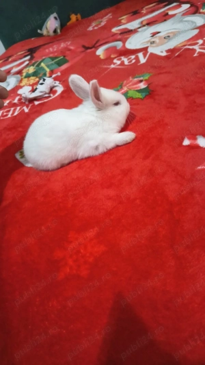 vand iepurași  - imagine 3