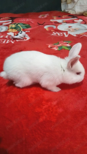 vand iepurași  - imagine 2