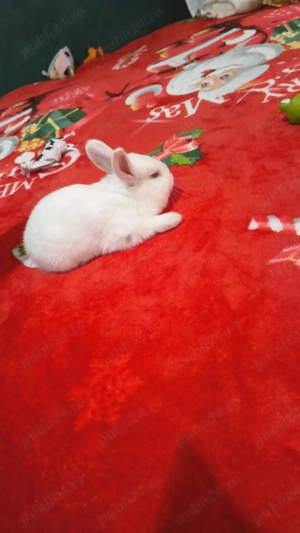 vand iepurași  - imagine 4