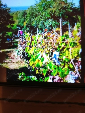 Terén cu livada sí vita de vie - imagine 2