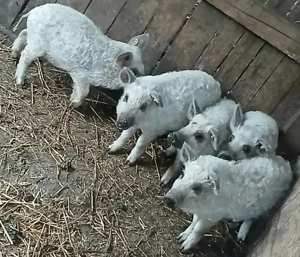 Purcei mangalița rasă  pură - imagine 2