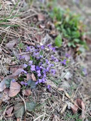 Casa de vacanta schimb - imagine 2