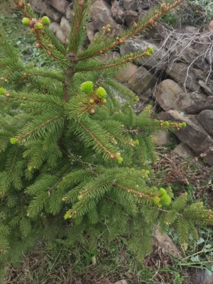 Casa de vacanta schimb - imagine 3