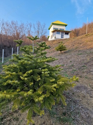 Casa de vacanta schimb - imagine 9