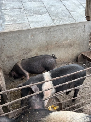 Vând vier Bazna - imagine 3