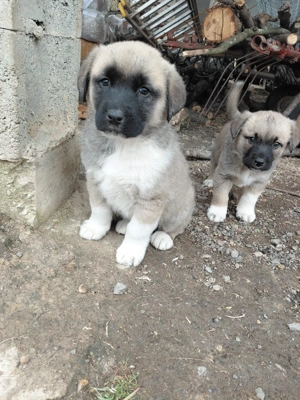 !!! VĂND pui de Kangal !!! - imagine 2