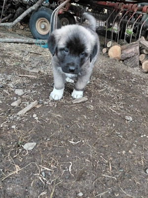 !!! VĂND pui de Kangal !!! - imagine 3