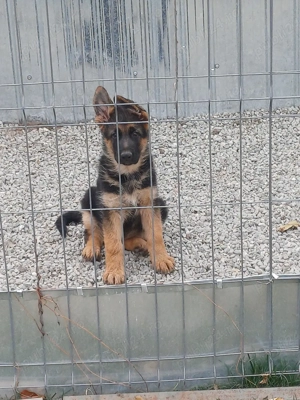 pui Ciobanesc German